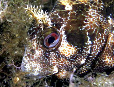 Parablennius gattorugine_0065